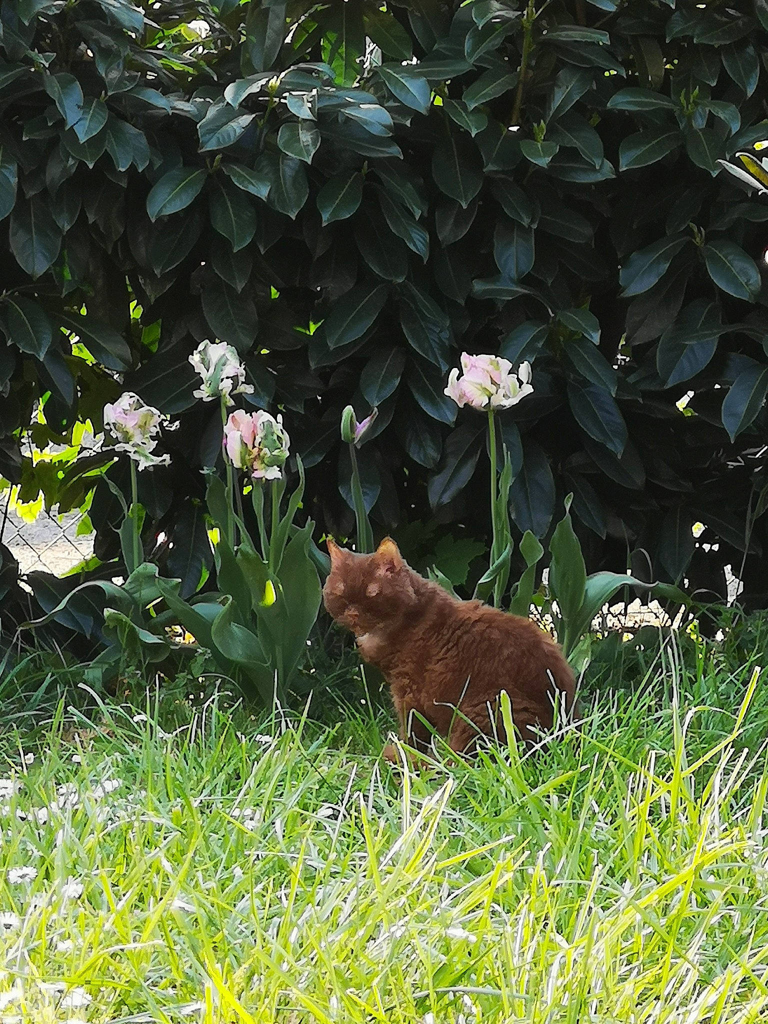 Cinamon a rejoint le concours — aidez-le/la à gagner de superbes lots ! botany, carnivore, cat, fawn, felidae, flower, garden, grass, plant, shrub, small_to_medium_sized_cats