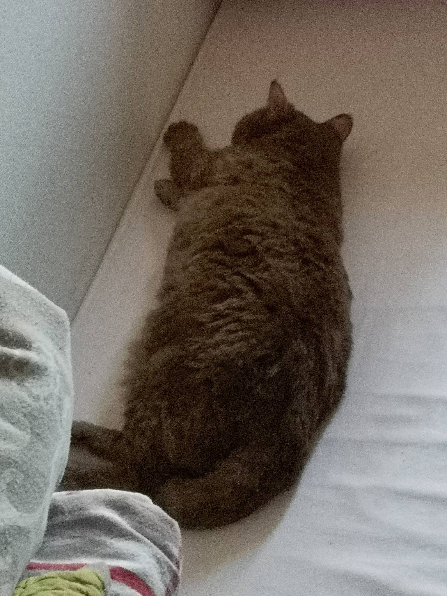 Cinamon participe au concours pour gagner de l'argent avec cette photo : carnivore, cat, chinchilla, degu, felidae, rodent, small_to_medium_sized_cats, tail