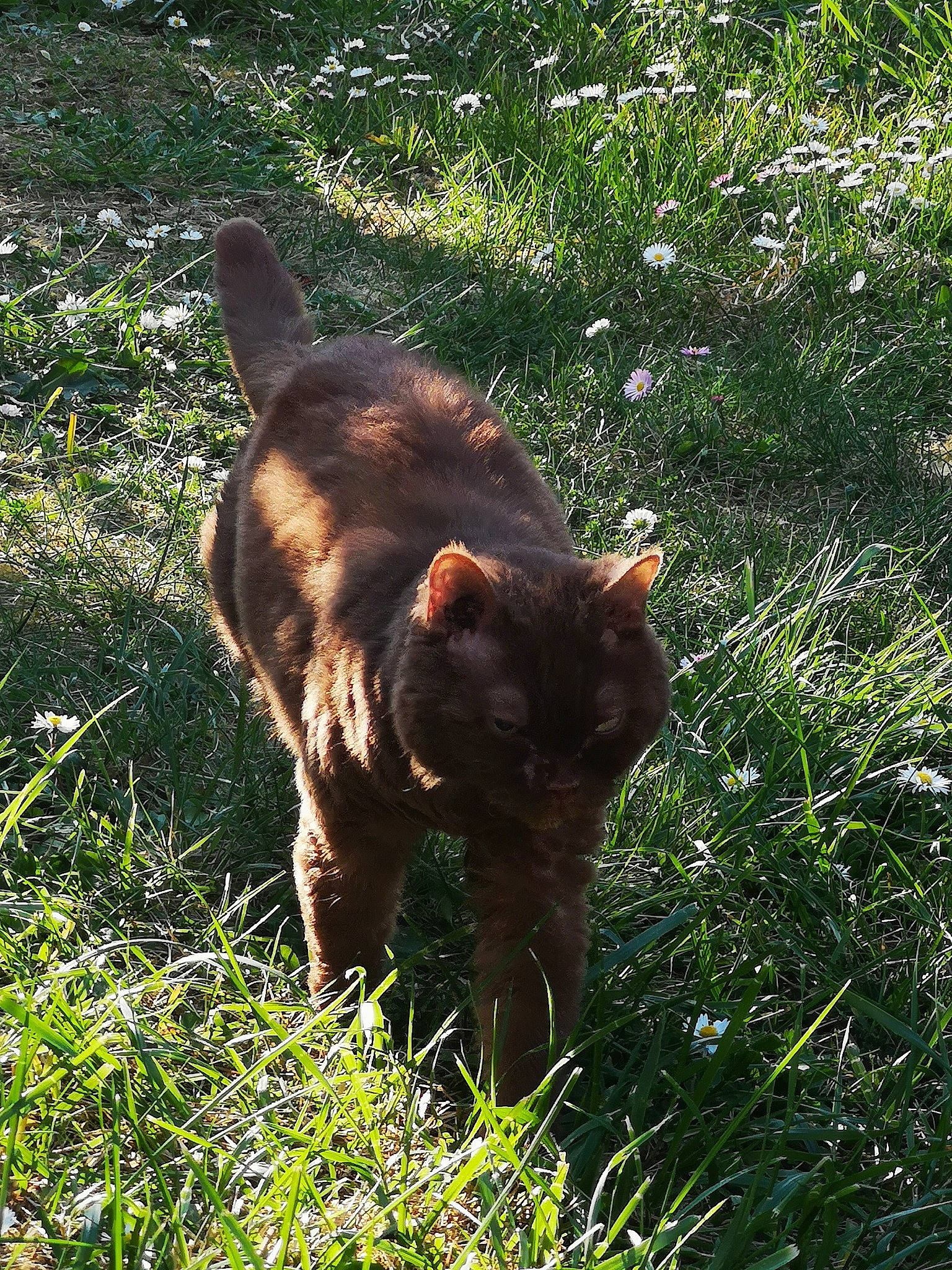 Cinamon participe au concours pour gagner de l'argent avec cette photo : canidae, carnivore, dog, dog_breed, fawn, grass, liver, mammal, sporting_group, vertebrate