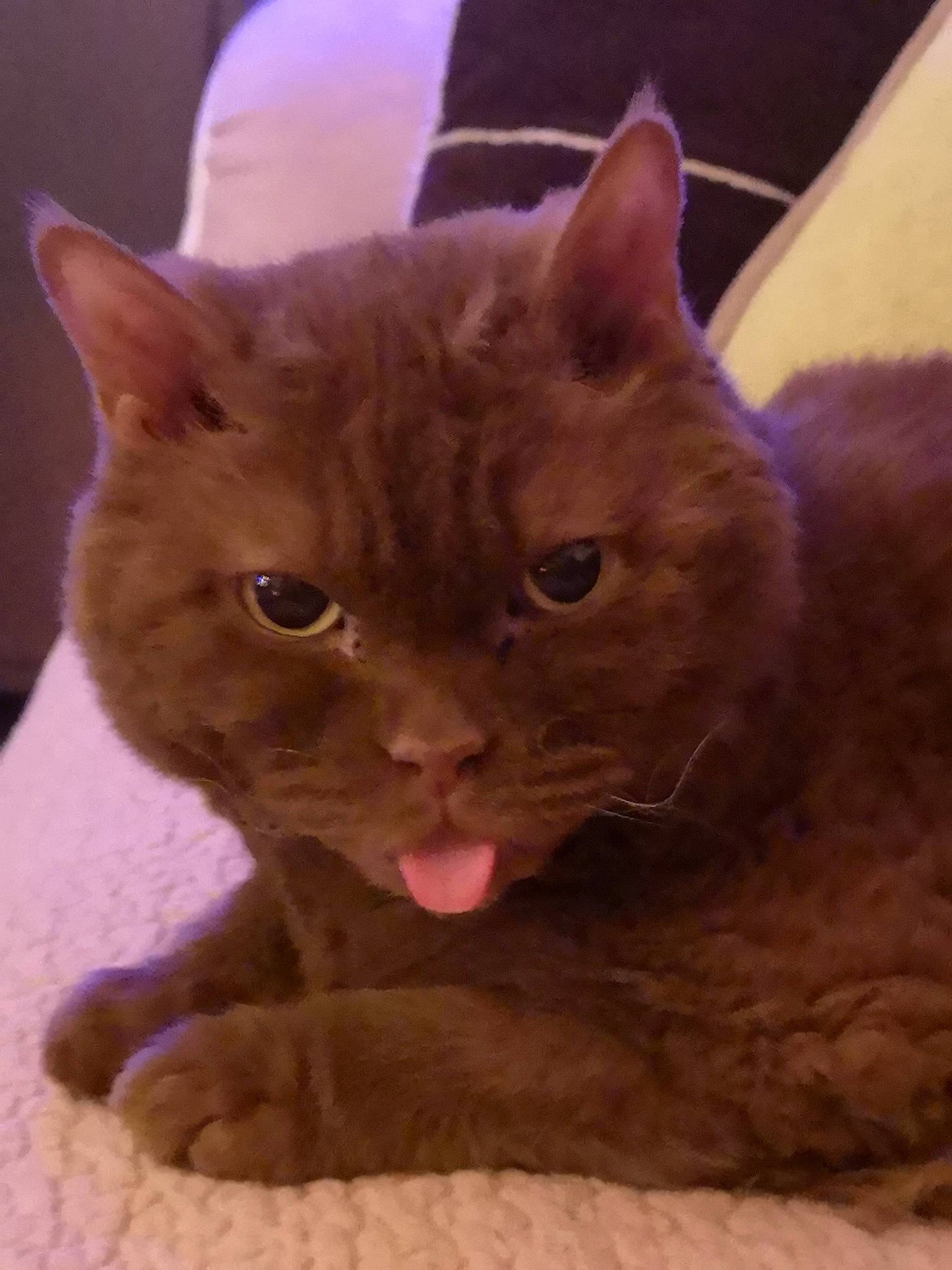 Cinamon participe au concours pour gagner de l'argent avec cette photo : asian, british_shorthair, burmese, carnivore, cat, chartreux, domestic_short_haired_cat, eye, fawn, felidae, german_rex, kitten, korat, mammal, nebelung, russian_blue, small_to_medium_sized_cats, snout, vertebrate, whiskers