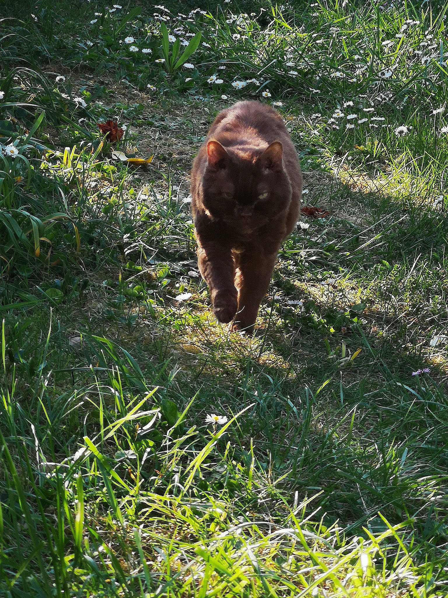 Cinamon participe au concours pour gagner de l'argent avec cette photo : adaptation, fawn, grass, grass_family, grizzly_bear, plant, sporting_group, tail