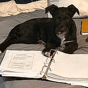 Max is registered to the contest to win money with this photo: dog, black_dog, bed, pillow, blanket, binder, papers, indoor, pet, resting, white_patch, study, cozy, furniture, sleepy, animal, domestic_animal, relaxing, home, companion