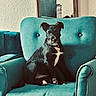 Max is registered to the contest to win money with this photo: dog, black_dog, white_patch, sitting, armchair, teal_chair, furniture, indoor, pet, canine, cozy, mirror, living_room, relaxed, portrait, domestic_animal, cute, companion, home, resting