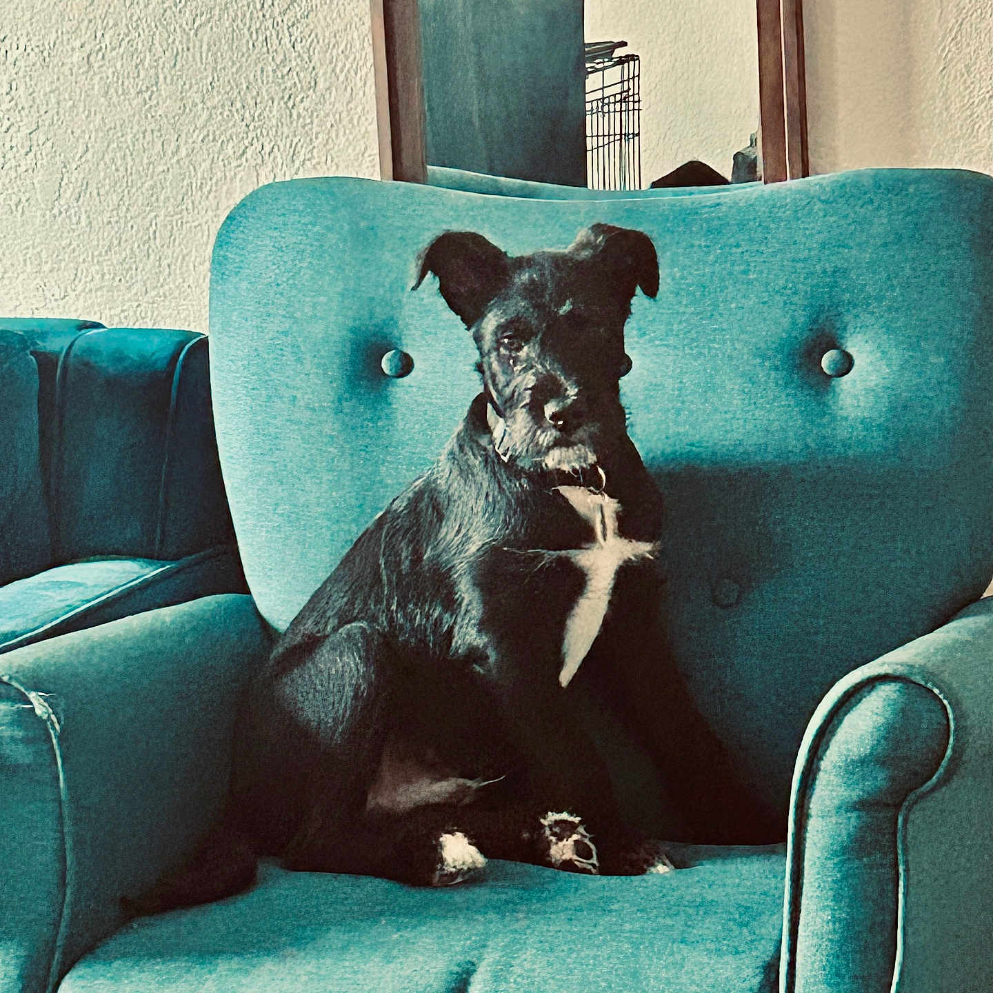 Max is registered to the contest to win money with this photo: dog, black_dog, white_patch, sitting, armchair, teal_chair, furniture, indoor, pet, canine, cozy, mirror, living_room, relaxed, portrait, domestic_animal, cute, companion, home, resting