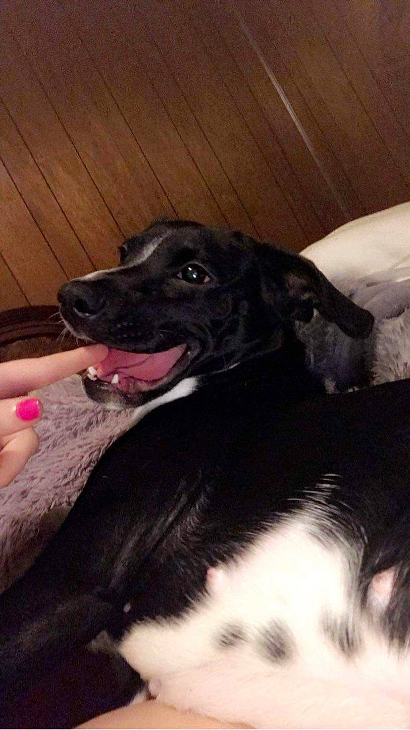 Roger joined the competition — help win amazing prizes! borador, canidae, carnivore, companion_dog, dog, dog_breed, fur, guard_dog, hardwood, nail, non_sporting_group, paw, snout, sporting_group, tail, whiskers, wood, working_animal, working_dog