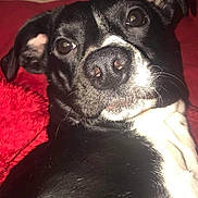 Roger is registered to the contest to win money with this photo: borador, canidae, carnivore, comfort, companion_dog, dog, dog_breed, ear, fawn, fur, guard_dog, non_sporting_group, snout, sporting_group, terrestrial_animal, toy_dog, whiskers, working_animal, working_dog