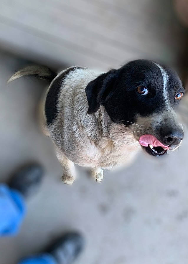 Sammy joined the competition — help win amazing prizes! ball, borador, canidae, carnivore, collar, companion_dog, dog, dog_breed, dog_collar, fur, leash, paw, puppy, snout, sporting_group, whiskers, working_animal, working_dog