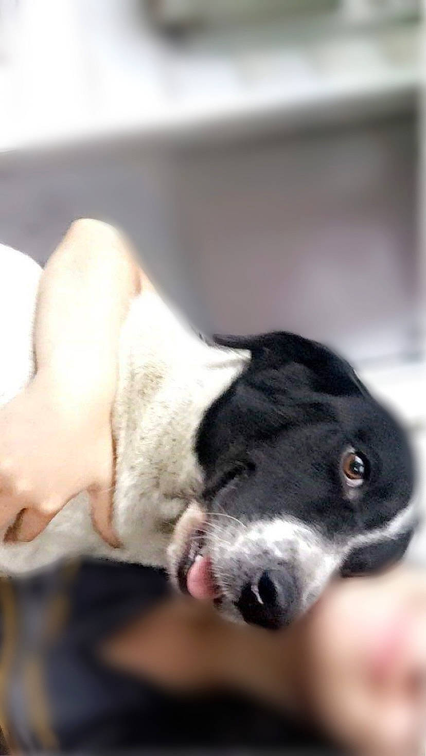 Sammy joined the competition — help win amazing prizes! borador, canidae, carnivore, collar, comfort, companion_dog, dog, dog_breed, fur, jaw, non_sporting_group, paw, puppy, snout, sporting_group, tail, terrestrial_animal, whiskers, working_animal