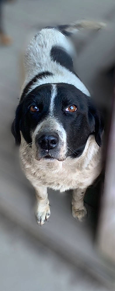 Sammy is registered to the contest to win money with this photo: borador, carnivore, companion_dog, dog, dog_breed, fur, snout, snow, sporting_group, whiskers, winter, working_animal, working_dog