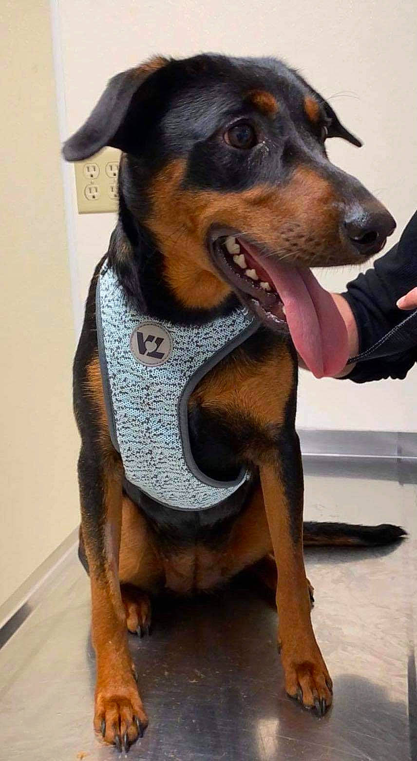 Helen is registered to the contest to win money with this photo: canidae, carnivore, collar, companion_dog, dobermann, dog, dog_breed, dog_collar, dog_supply, fawn, fur, hunting_dog, liver, pet_supply, snout, sporting_group, terrestrial_animal, whiskers, working_animal, working_dog