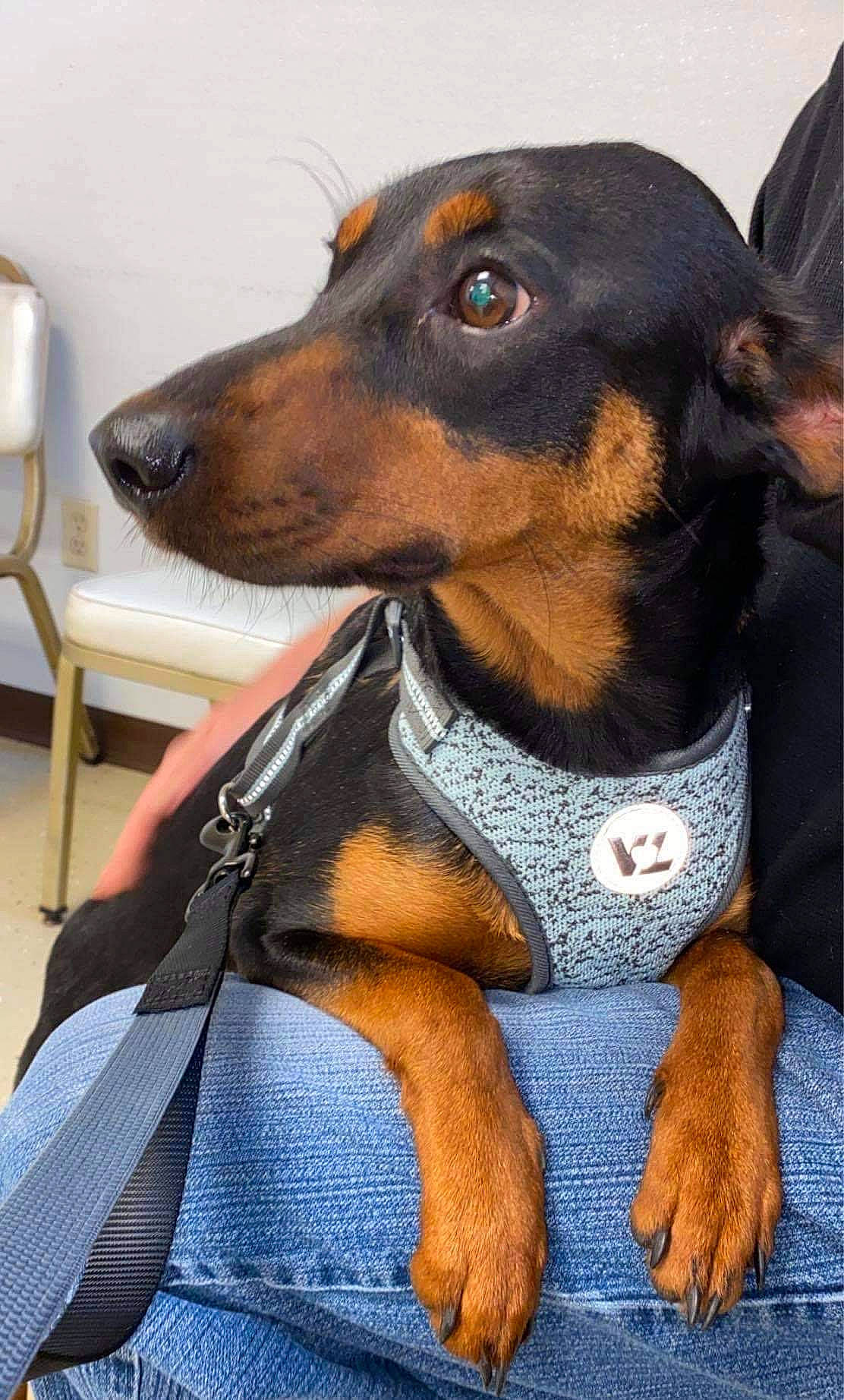 Helen is registered to the contest to win money with this photo: canidae, carnivore, chair, collar, companion_dog, dog, dog_breed, dog_collar, dog_supply, ear, fawn, hound, liver, pet_supply, snout, sporting_group, toy_dog, whiskers, working_animal, working_dog