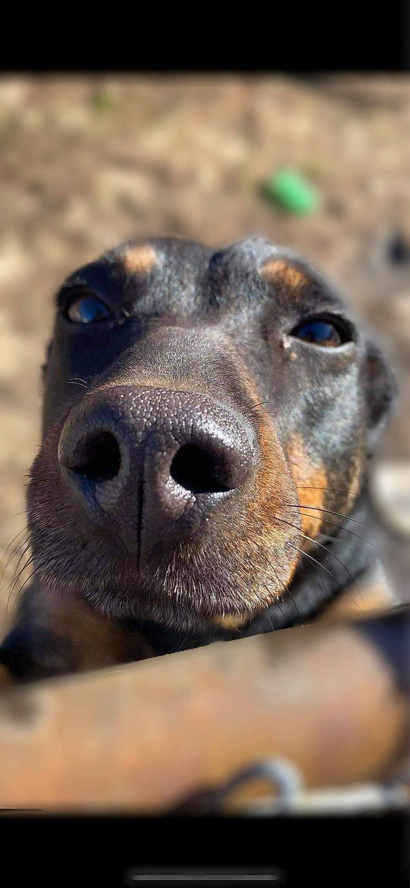 Dean is registered to the contest to win money with this photo: canidae, carnivore, collar, companion_dog, dog, dog_breed, ear, fawn, fur, grass, guard_dog, pet_supply, plant, snout, sporting_group, street_dog, terrestrial_animal, whiskers, working_animal, working_dog