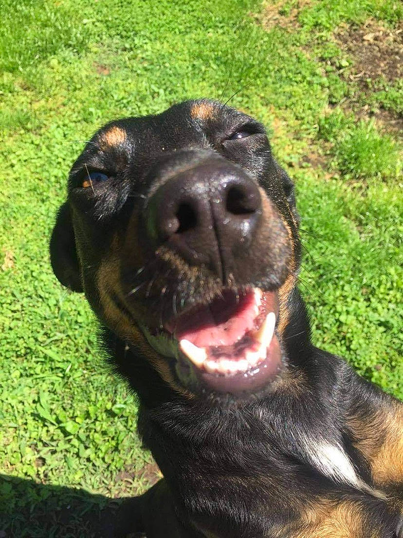 Dean joined the competition — help win amazing prizes! art, borador, canidae, carnivore, collar, companion_dog, dog, dog_breed, dog_collar, fawn, fur, grass, guard_dog, liver, plant, snout, sporting_group, terrestrial_animal, working_animal, working_dog