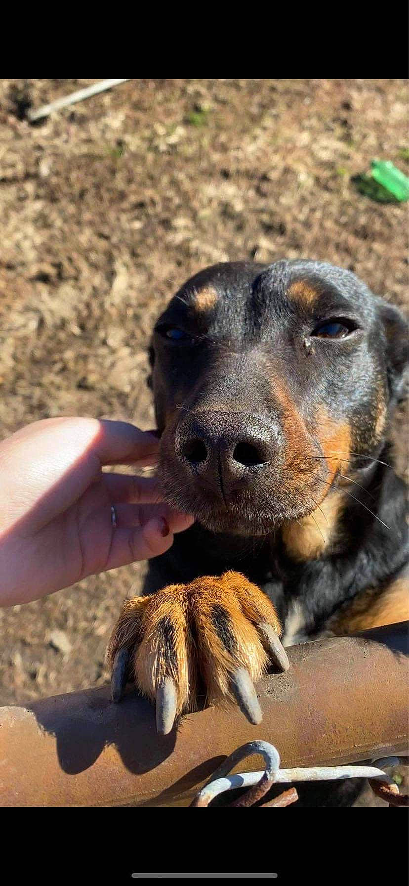 Dean joined the competition — help win amazing prizes! austrian_black_and_tan_hound, canidae, carnivore, collar, companion_dog, dog, dog_breed, fawn, fur, guard_dog, nail, natural_material, paw, plant, snout, sporting_group, terrestrial_animal, whiskers, working_animal, working_dog