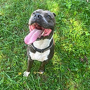 Rio participe au concours pour gagner de l'argent avec cette photo : dog, pet, animal, portrait, outdoors, grass, greenery, garden, black_and_white, short_hair, open_mouth, tongue, smiling, happy, playful, collar, sitting, standing, close_up, sunlight