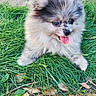 puppy, dog, grass, outdoor, cute, tongue_out, fluffy, pet, animal, nature, playful, young, small_dog, fur, adorable, canine, happy, closeup, ground, grass_blades