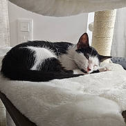Léon a rejoint le concours — aidez-le/la à gagner de superbes lots ! cat, sleeping, black_and_white, pet, animal, feline, fluffy, curled_up, relaxed, indoors, cat_tree, scratching_post, soft_blanket, cozy, nap, whiskers, pink_nose, resting, home, portrait