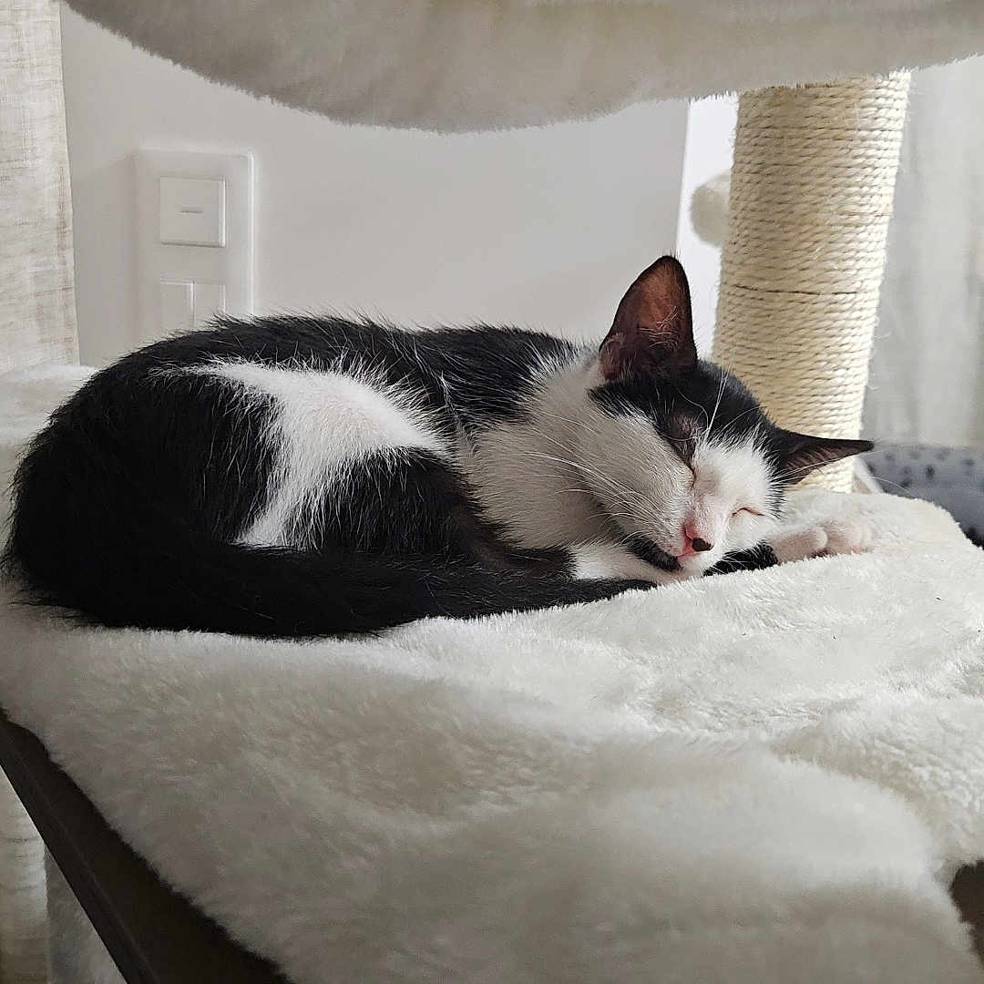 Léon a rejoint le concours — aidez-le/la à gagner de superbes lots ! cat, sleeping, black_and_white, pet, animal, feline, fluffy, curled_up, relaxed, indoors, cat_tree, scratching_post, soft_blanket, cozy, nap, whiskers, pink_nose, resting, home, portrait