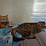 Jackjack joined the competition — help win amazing prizes! animal, bed, blanket, cat, cats, collar, comfort, cozy, domestic_cat, feline, fur, indoor, orange_cat, pet, relaxation, resting, sleepy, tabby_cat, tail, whiskers