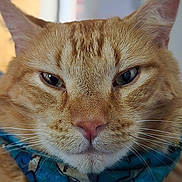 Jackjack is registered to the contest to win money with this photo: animal, bandana, blue_bandana, calm, cat, close_up, cute, domestic_cat, ears, eyes, face, focused, fur, indoor, nose, orange_tabby, pet, portrait, shark_pattern, whiskers