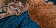 Jackjack is registered to the contest to win money with this photo: animal, bed, blanket, blue_blanket, cat, companion, cozy, cute, ears, feline, fur, ginger_cat, indoor, pets, relaxed, resting, sleeping, snuggling, tabby_cat, whiskers