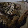 cat, tabby, sleeping, paw, collar, bed, blanket, fur, cozy, domestic_animal, pet, whiskers, cute, relaxed, indoor, animal, feline, resting, soft, cute_pet