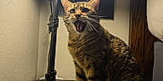Maggie is registered to the contest to win money with this photo: cat, tabby_cat, indoor, lamp, table, wooden_furniture, animal, pet, whiskers, mouth_open, fur, ears, tail, light, shadow, wall, domestic, cute, expression, feline