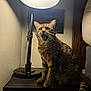 cat, tabby_cat, indoor, lamp, table, wooden_furniture, animal, pet, whiskers, mouth_open, fur, ears, tail, light, shadow, wall, domestic, cute, expression, feline