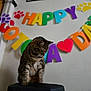 cat, tabby_cat, stool, indoor, banner, colorful_letters, paw_prints, heart_shape, wall, celebration, pet, animal, feline, looking_down, sitting, close_up, domestic_cat, cute, decorations, festive