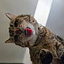 cat, tabby, tongue, licking, glass, close_up, pet, animal, curious, whiskers, paw, indoor, feline, face, food, playful, cute, muzzle, looking_down, funny
