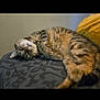 cat, tabby_cat, pet, sleeping, relaxed, indoor, blanket, feline, fur, whiskers, animal, comfort, cushion, resting, closeup, domestic_cat, cute, mammal, striped, soft