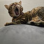 cat, tabby, yawning, pet, animal, fur, whiskers, collar, indoor, lamp, relaxed, feline, cute, lying_down, mammal, domestic_animal, sleepy, close_up, soft_surface, comfortable