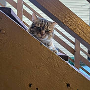 Maggie is registered to the contest to win money with this photo: animal, background, building, cat, closeup, curious, daylight, diagonal_lines, feline, looking, nature, outdoor, pet, railing, resting, stairs, tabby_cat, texture, wood, wooden