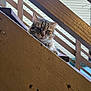 animal, background, building, cat, closeup, curious, daylight, diagonal_lines, feline, looking, nature, outdoor, pet, railing, resting, stairs, tabby_cat, texture, wood, wooden