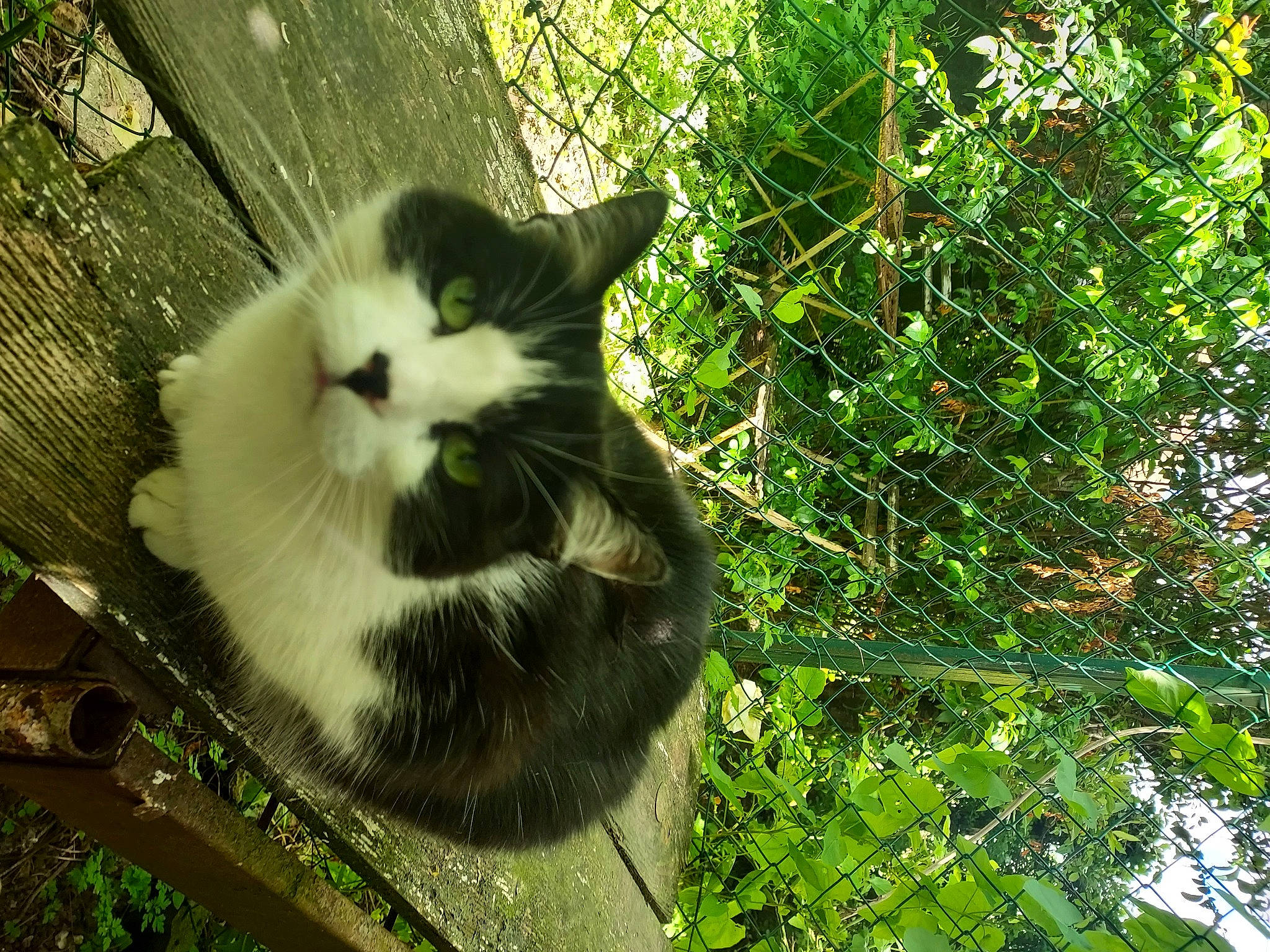 Matuvu a rejoint le concours — aidez-le/la à gagner de superbes lots ! branch, carnivore, cat, domestic_short_haired_cat, felidae, fur, grass, groundcover, jungle, organism, plant, small_to_medium_sized_cats, snout, tail, terrestrial_animal, tree, trunk, twig, whiskers, wood