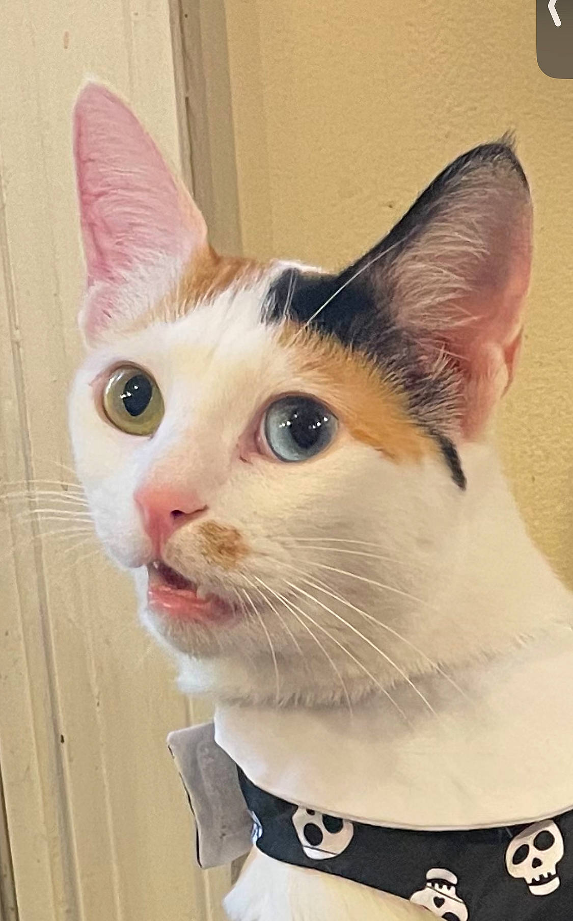 Marsi is registered to the contest to win money with this photo: box, carnivore, cat, cat_supply, collar, curious, domestic_short_haired_cat, eye, fawn, felidae, fur, paper_product, pet_supply, small_to_medium_sized_cats, snout, whiskers, window