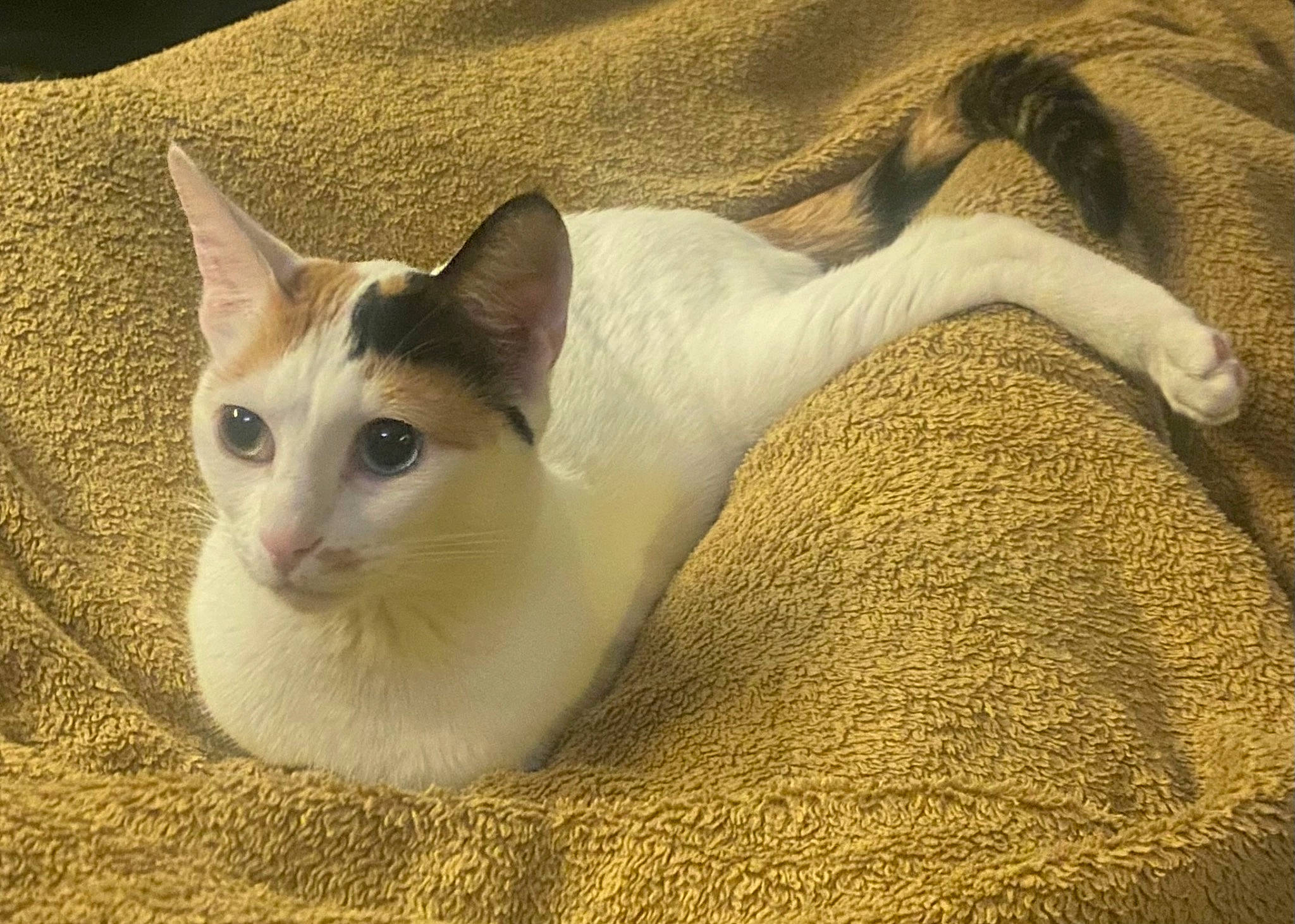 Marsi is registered to the contest to win money with this photo: carnivore, cat, cat_supply, close_up, comfort, domestic_short_haired_cat, fawn, felidae, fur, linens, paw, small_to_medium_sized_cats, tail, terrestrial_animal, whiskers