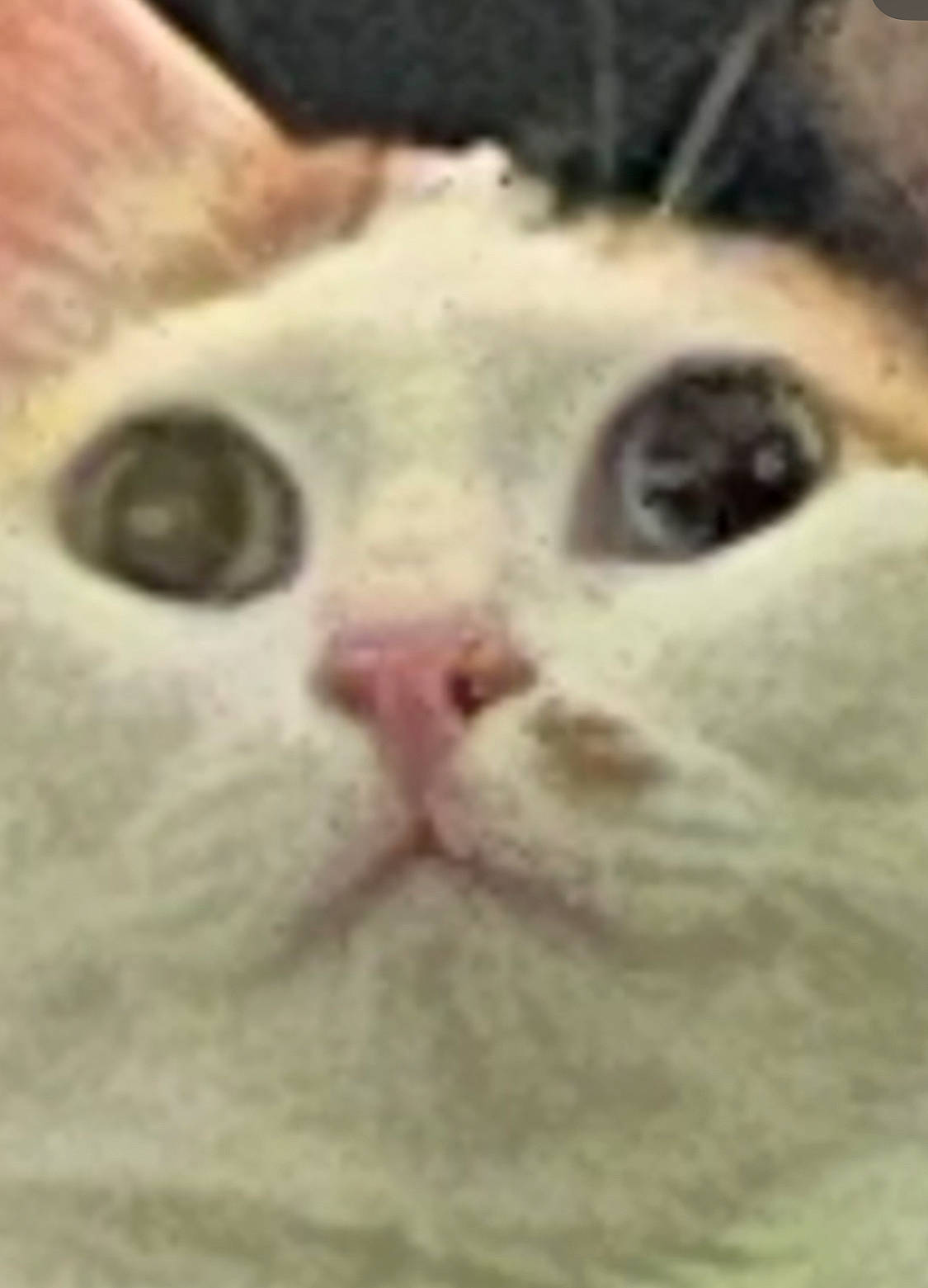 Marsi joined the competition — help win amazing prizes! carnivore, cat, close_up, domestic_short_haired_cat, felidae, fur, mammal, no_expression, small_to_medium_sized_cats, snout, terrestrial_animal, whiskers