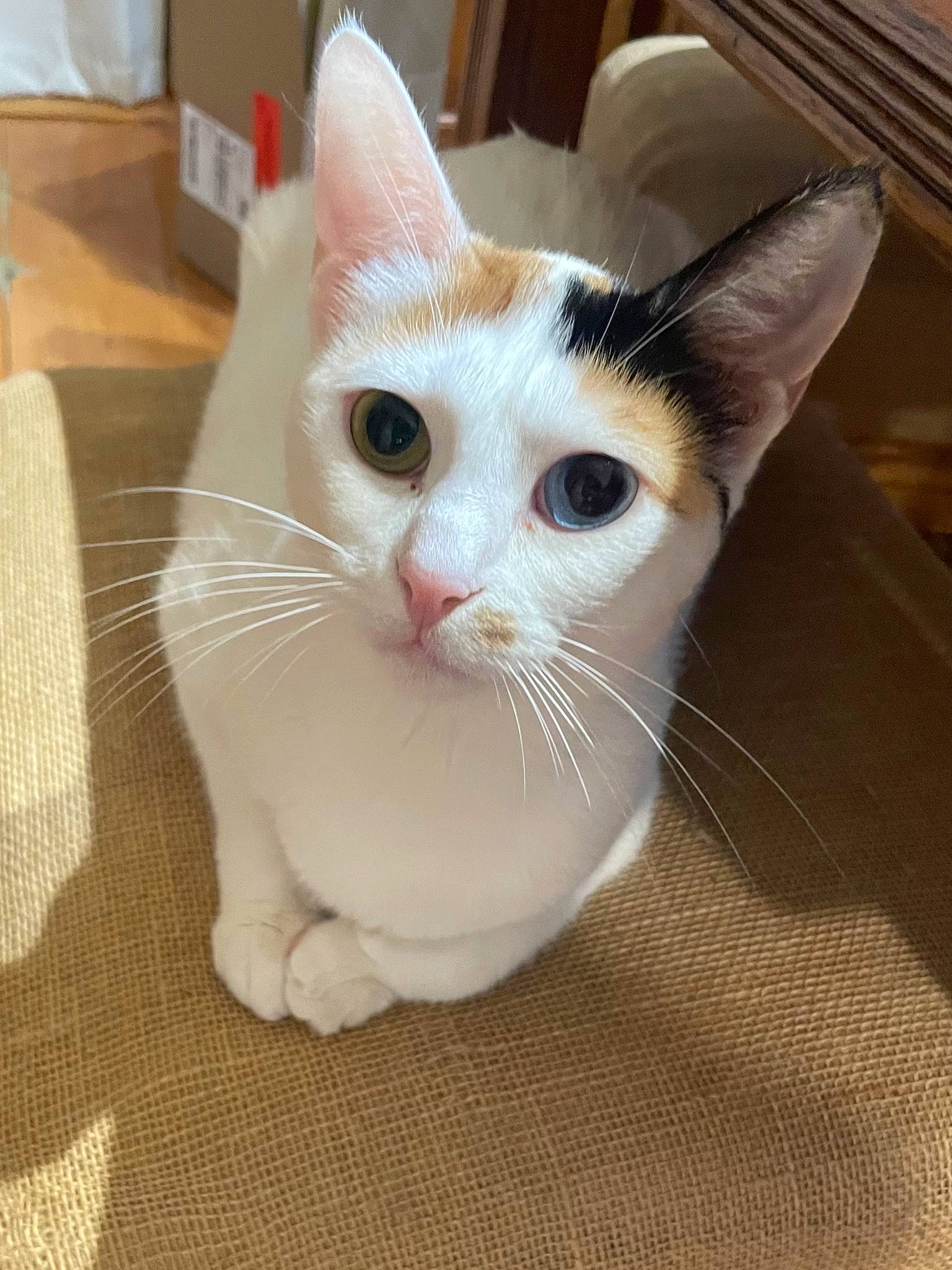 Marsi is registered to the contest to win money with this photo: box, carnivore, cat, claw, domestic_short_haired_cat, ear, eye, fawn, felidae, flooring, foot, fur, head, human_body, paw, small_to_medium_sized_cats, snout, tail, whiskers, wood