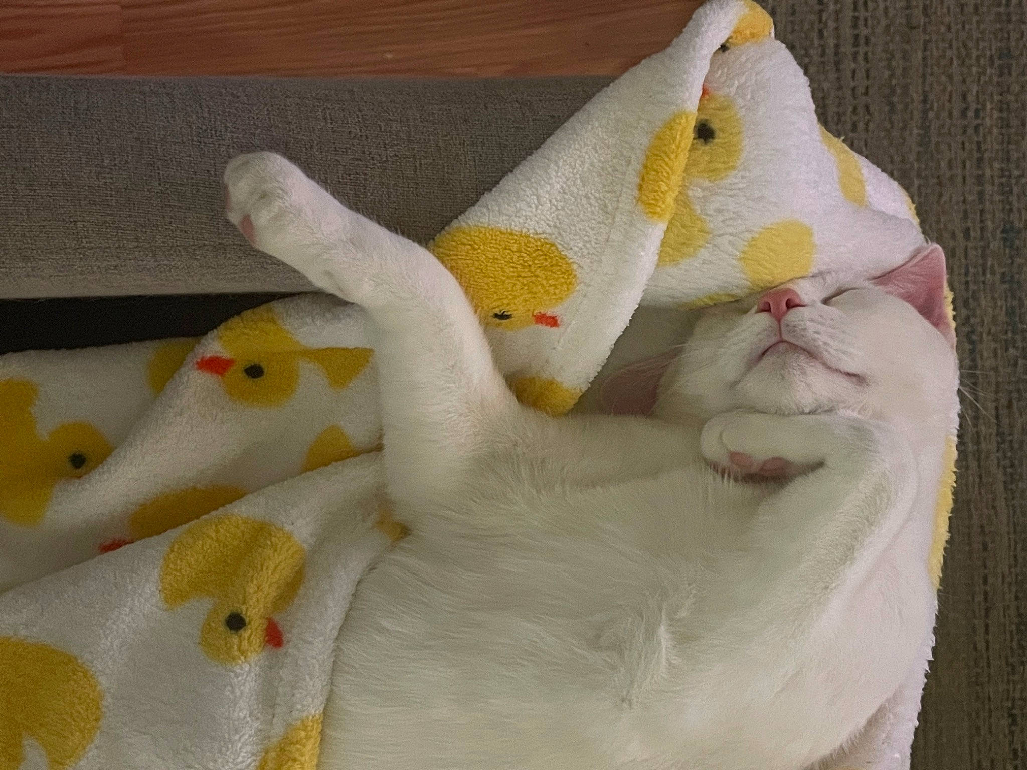 Keebler joined the competition — help win amazing prizes! _geese_and_swans, beak, bird, duck, ducks, feather, fur, livestock, peach, poultry, seabird, tail, water_bird, waterfowl, wing