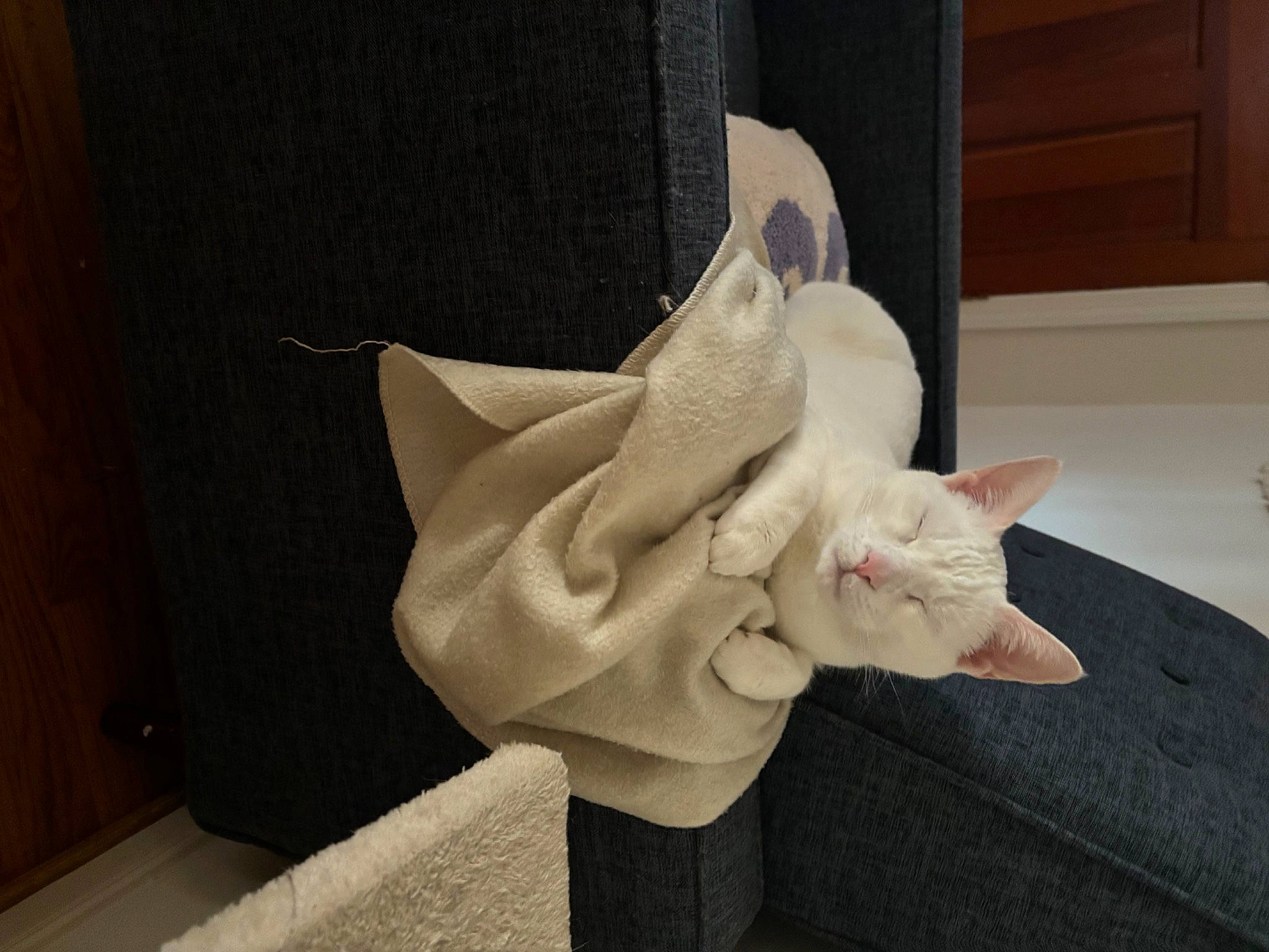 Keebler is registered to the contest to win money with this photo: art, carnivore, cat, comfort, couch, domestic_short_haired_cat, fawn, felidae, flooring, fur, linens, paper, paper_product, room, sculpture, small_to_medium_sized_cats, tail, visual_arts, whiskers, wood