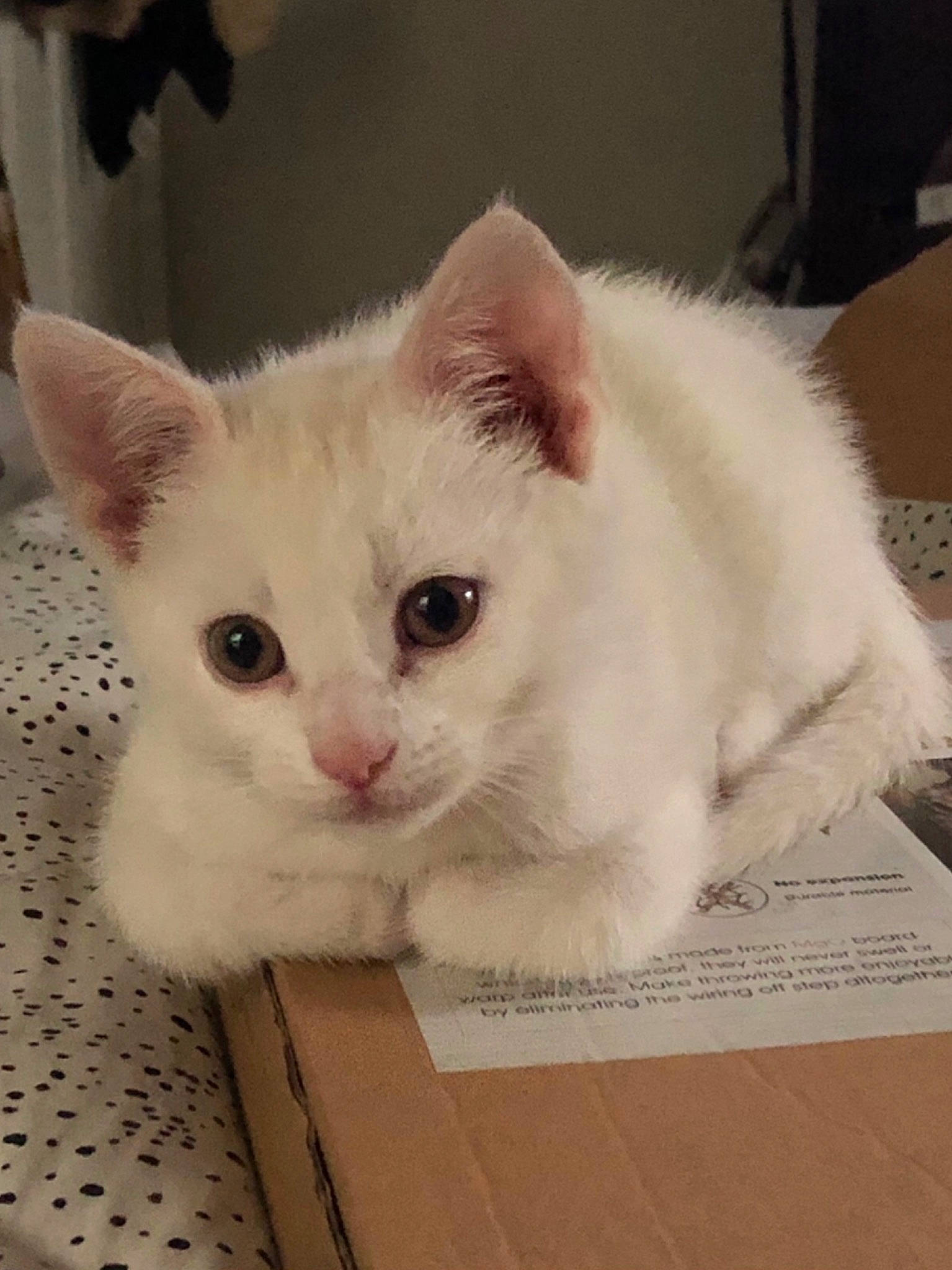 Keebler joined the competition — help win amazing prizes! carnivore, cat, claw, domestic_short_haired_cat, fawn, felidae, flooring, fur, hardwood, paw, pet_supply, small_to_medium_sized_cats, tail, whiskers