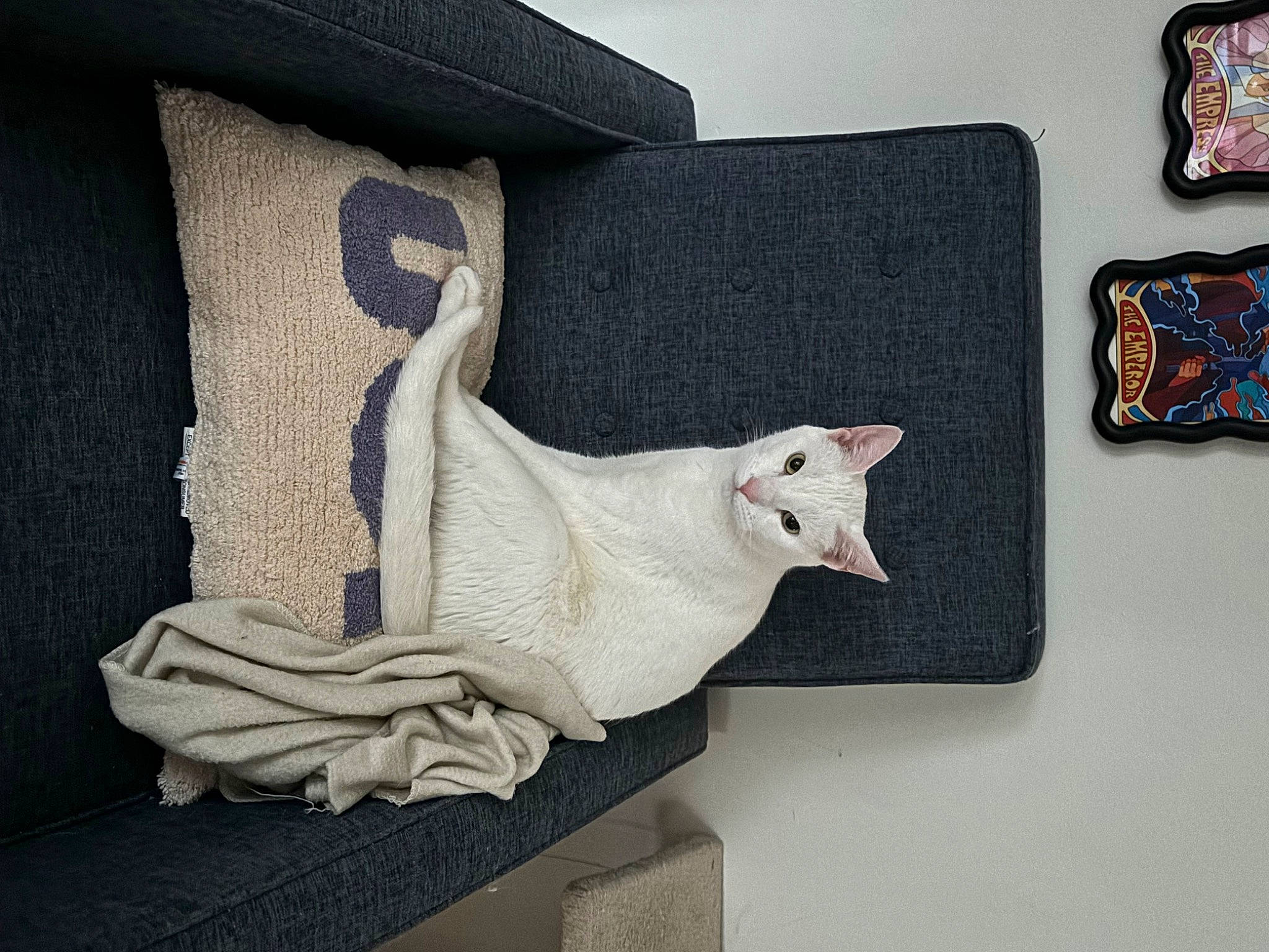 Keebler joined the competition — help win amazing prizes! art, carmine, cat, couch, craft, creative_arts, fashion_accessory, felidae, fur, grey, linens, metal, natural_material, rectangle, sculpture, small_to_medium_sized_cats, tail, visual_arts, window, wood