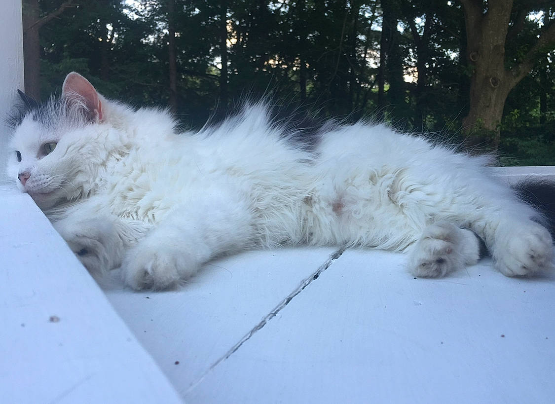 Pyka is registered to the contest to win money with this photo: carnivore, cat, claw, domestic_short_haired_cat, eye, felidae, freezing, fur, grass, head, paw, plant, small_to_medium_sized_cats, snout, snow, tail, tree, whiskers, window, winter