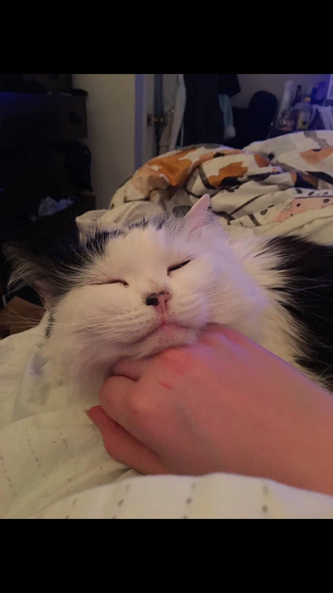 Pyka joined the competition — help win amazing prizes! carnivore, cat, comfort, felidae, flesh, fur, gesture, happy, nap, small_to_medium_sized_cats, whiskers