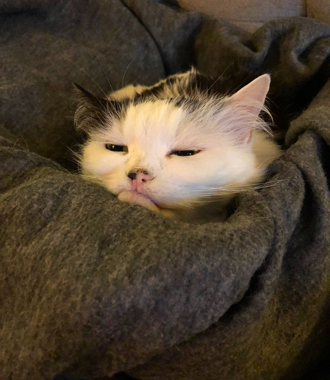 Pyka is registered to the contest to win money with this photo: box, carnivore, cat, comfort, domestic_short_haired_cat, eye, fawn, felidae, fur, iris, paw, small_to_medium_sized_cats, snout, tail, tree, whiskers, wood