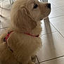 Aïko a rejoint le concours — aidez-le/la à gagner de superbes lots ! puppy, dog, golden_retriever, indoor, tile_floor, harness, pet, animal, sitting, side_view, furniture, chair, table, shadow, cute, young, fur, domestic, calm, companion