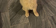 Aïko participe au concours pour gagner de l'argent avec cette photo : dog, puppy, golden_retriever, floor, tile, indoor, pet, animal, cute, fluffy, looking_up, sitting, young, canine, mammal, companion, adorable, fur, waiting, domestic