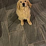 dog, puppy, golden_retriever, floor, tile, indoor, pet, animal, cute, fluffy, looking_up, sitting, young, canine, mammal, companion, adorable, fur, waiting, domestic