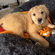 Aïko participe au concours pour gagner de l'argent avec cette photo : puppy, dog, golden_retriever, bed, blanket, plush, indoor, fur, cute, pet, animal, laying_down, looking_at_camera, cozy, soft, floor, cords, power_sockets, relaxing, companion